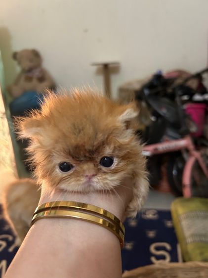 เปิดจองลูกแมวเอ็กโซติกLh รูปที่ 10