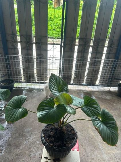 ต้นสเหนห์จันแดง รูปที่ 7