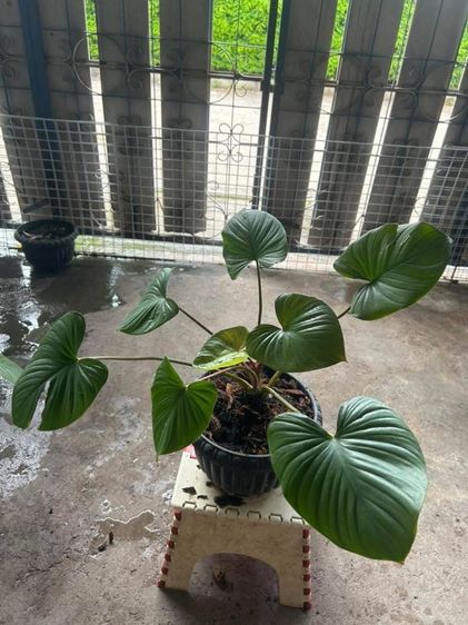 ต้นสเหนห์จันแดง รูปที่ 6