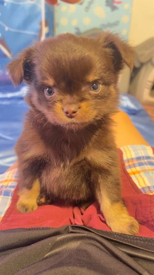 ชิวาว่าไต้หวัน รูปที่ 3