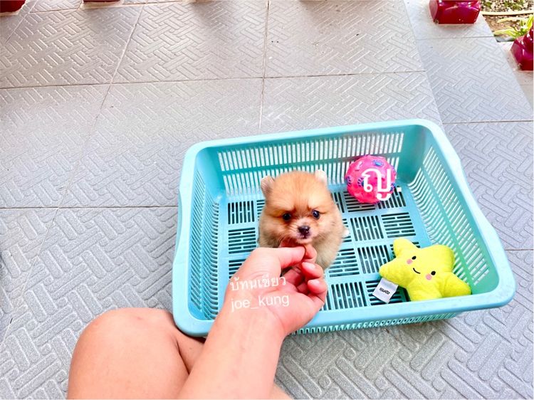 ปอมแท้ น่ารักมาก รูปที่ 3