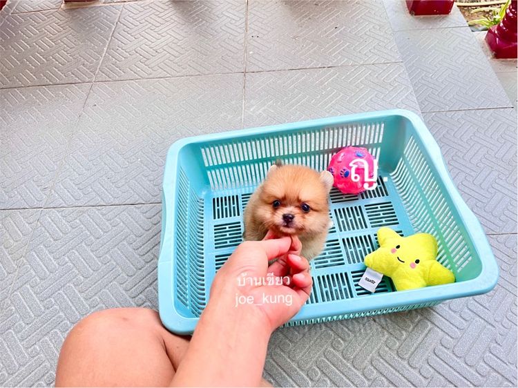 ปอมเมอเรเนียน (Pomeranian) เล็ก ปอมแท้ น่ารักมาก