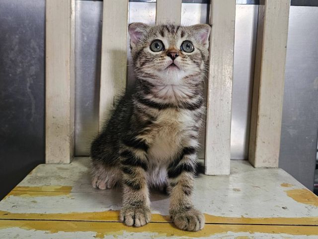 สก็อตติชแท้ รูปที่ 3