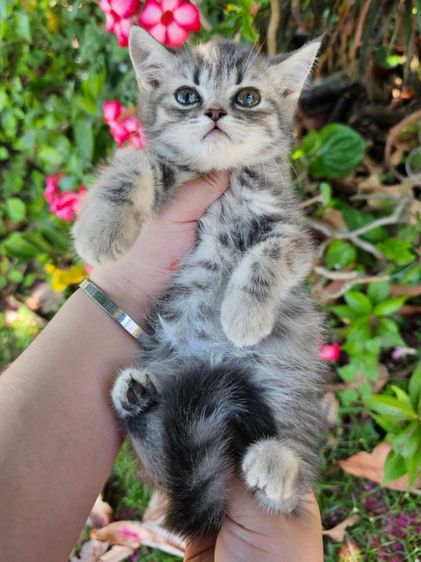 สก็อตติชแท้ รูปที่ 2