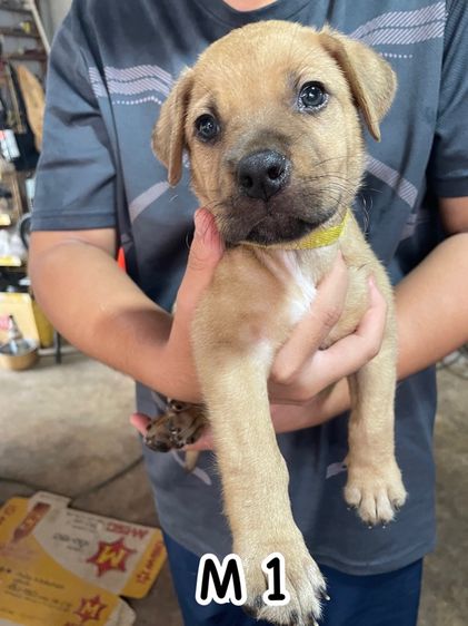 ลูกสุนัข พันธ์ผสม พิทบลูแบนด็อกผสมบัวโบว์