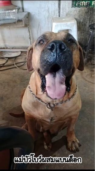 ลูกสุนัข พันธ์ผสม พิทบลูแบนด็อกผสมบัวโบว์ รูปที่ 3