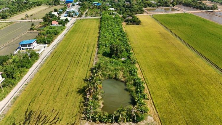 ใช่ ขายที่ดิน 4ไร่ 3งาน 85 ตรว. อ.ลาดหลุมแก้ว จ.ปทุมธานี รูปที่ 2