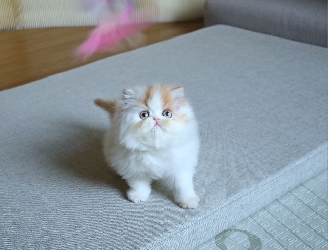 ขายแมวเปอร์เซียแท้ เพศเมีย