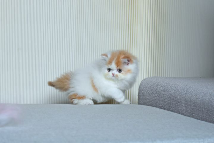 ขายแมวเปอร์เซียแท้ เพศเมีย รูปที่ 3