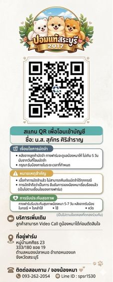 ลูกสุนัขพันธุ์ปอมแท้ รูปที่ 6