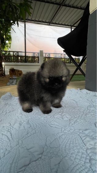 ลูกสุนัขพันธุ์ปอมแท้ รูปที่ 3