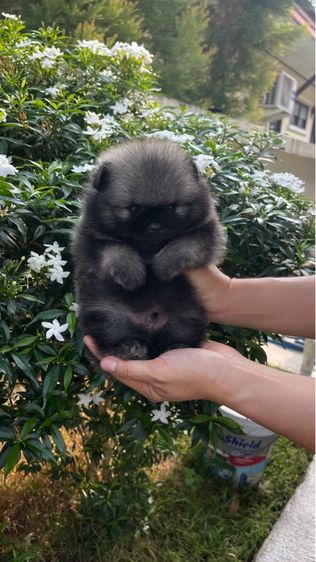 ลูกสุนัขพันธุ์ปอมแท้
