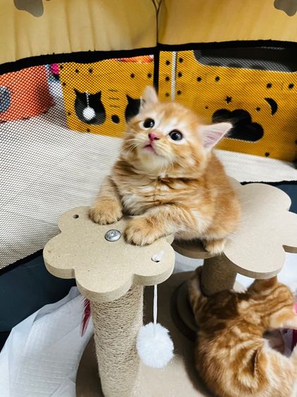 แมวอเมริกันช็อตแฮร์ รูปที่ 6