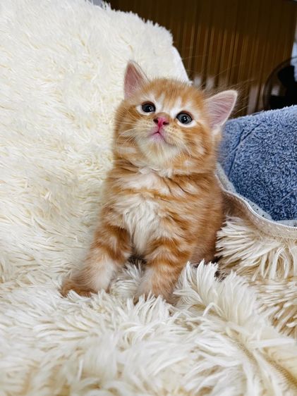 แมวอเมริกันช็อตแฮร์ รูปที่ 15