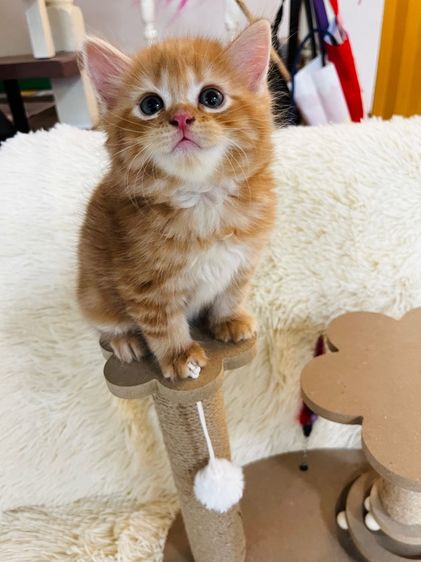 แมวอเมริกันช็อตแฮร์ รูปที่ 12