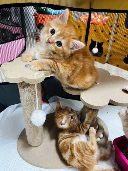 แมวอเมริกันช็อตแฮร์ รูปที่ 8