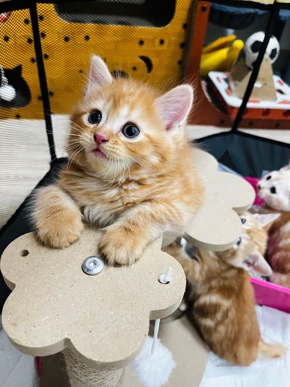 แมวอเมริกันช็อตแฮร์