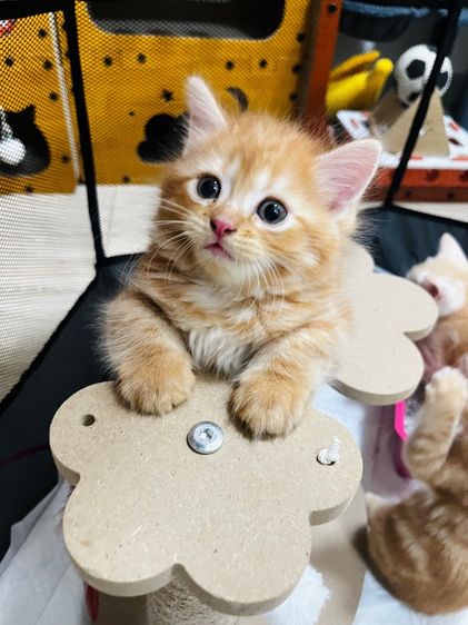 แมวอเมริกันช็อตแฮร์ รูปที่ 2