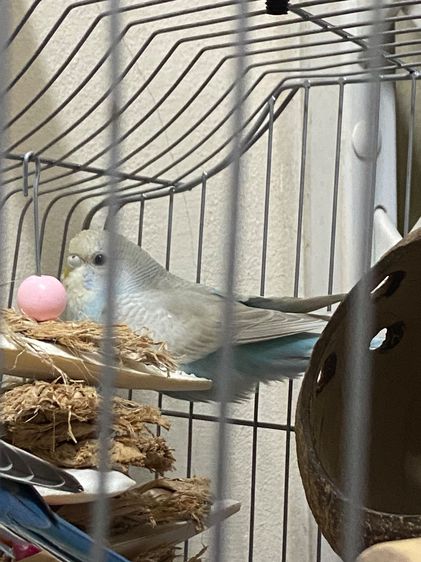 นกหงส์หยก รูปที่ 3