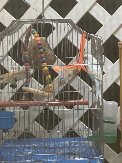 นกหงส์หยก