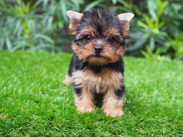 ลูกยอร์คเชียร์ เพศเมีย หน้าตุ๊กตา ไซร์เล็ก รูปที่ 5