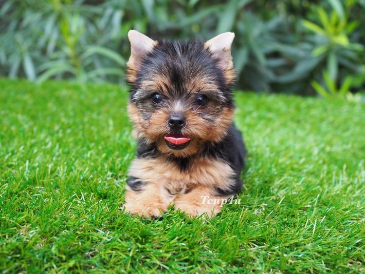 ลูกยอร์คเชียร์ เพศเมีย หน้าตุ๊กตา ไซร์เล็ก รูปที่ 2