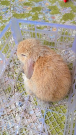 กระต่าย รูปที่ 3