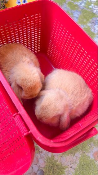 กระต่าย รูปที่ 2