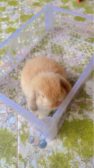 กระต่าย รูปที่ 4