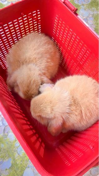 กระต่าย