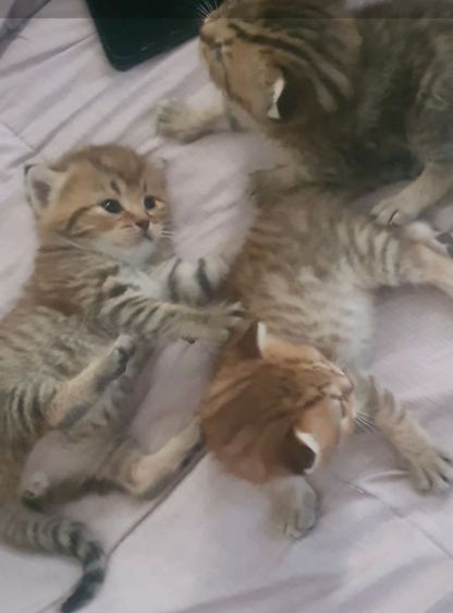 บริติช ชอร์ตแฮร์ (British Shorthair) ลูกแมวบริติชผสมอเมริกันชอร์ตแฮร์