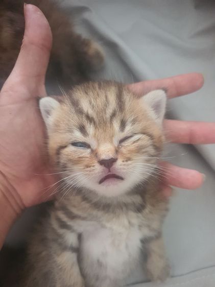 ลูกแมวบริติชผสมอเมริกันชอร์ตแฮร์ รูปที่ 3