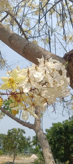 ฝักคูณ เมล็ดพันธุ์ คูณขาวไม้มงคล