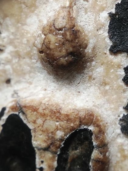 พระสมเด็จลงรักครับ รูปที่ 6