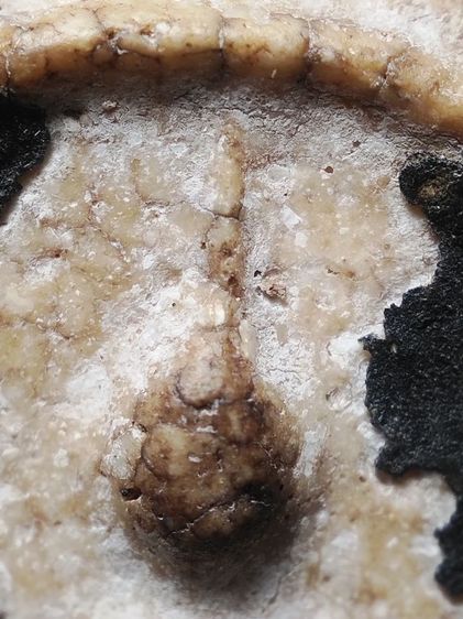 พระสมเด็จลงรักครับ รูปที่ 7