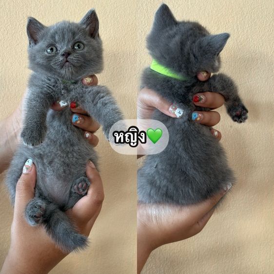 บริติชสีบลูแท้
