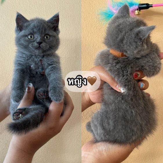 บริติชสีบลูแท้ รูปที่ 2