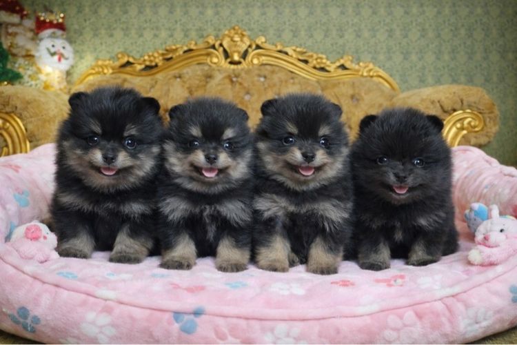 ลูกปอมเมอเรเนียนแท้ มีบริการจัดส่งถึงบ้าน สอบถามได้นะคะ