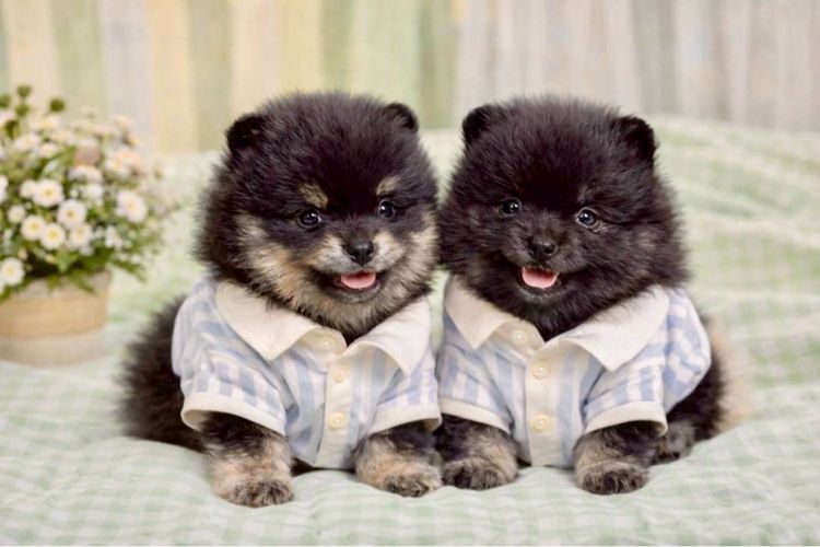 ลูกปอมเมอเรเนียนแท้ มีบริการจัดส่งถึงบ้าน สอบถามได้นะคะ รูปที่ 3