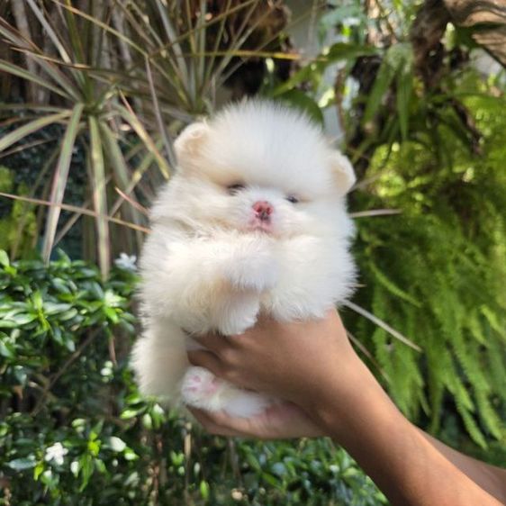 ปอมเมอเรเนียนหน้าหมี รูปที่ 17