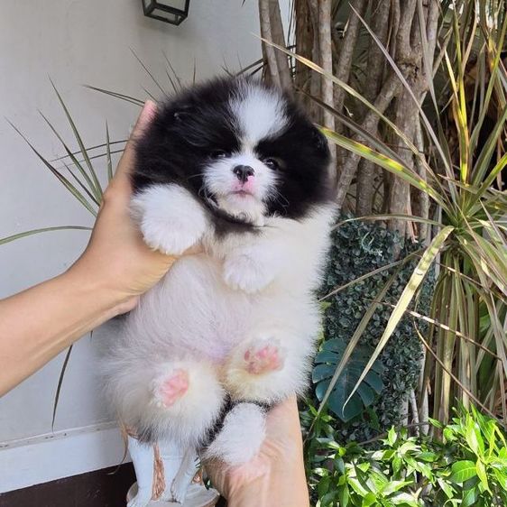 ปอมเมอเรเนียนหน้าหมี รูปที่ 8