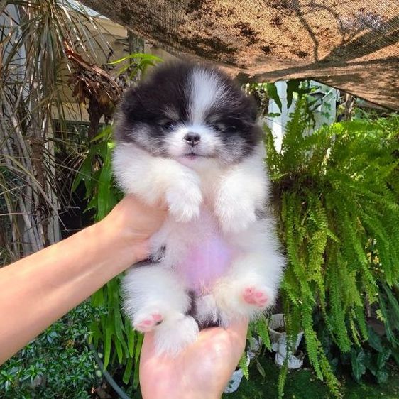 ปอมเมอเรเนียนหน้าหมี รูปที่ 6