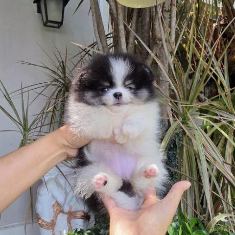 ปอมเมอเรเนียนหน้าหมี รูปที่ 11