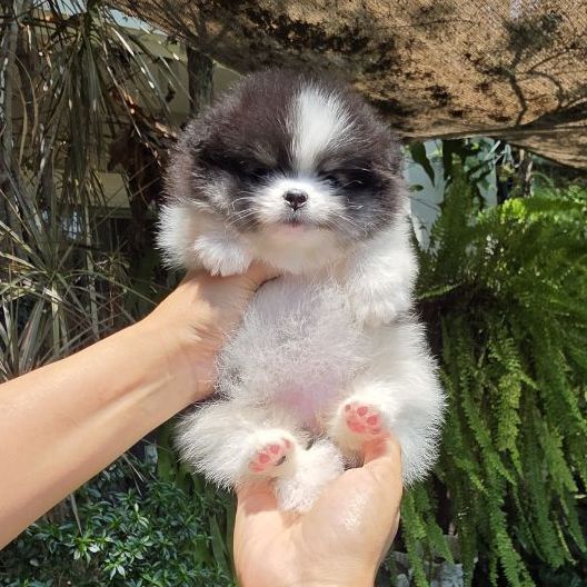 ปอมเมอเรเนียนหน้าหมี รูปที่ 4