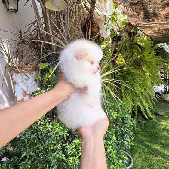 ปอมเมอเรเนียนหน้าหมี รูปที่ 9