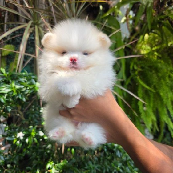 ปอมเมอเรเนียนหน้าหมี รูปที่ 16