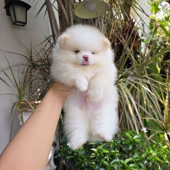 ปอมเมอเรเนียนหน้าหมี รูปที่ 7