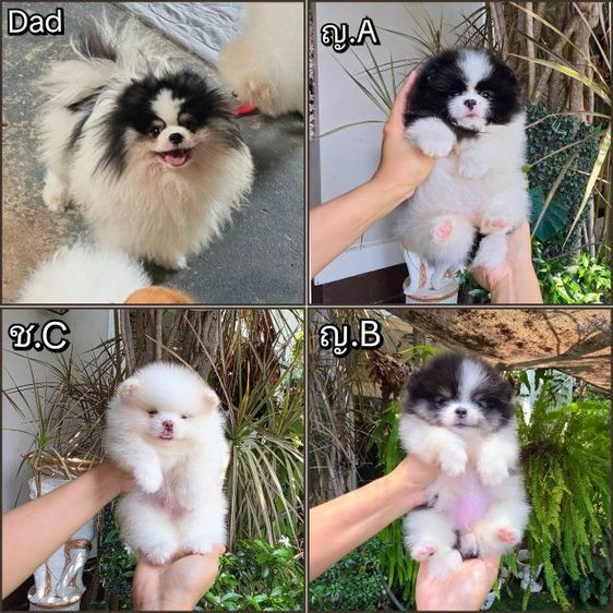 ปอมเมอเรเนียนหน้าหมี รูปที่ 2