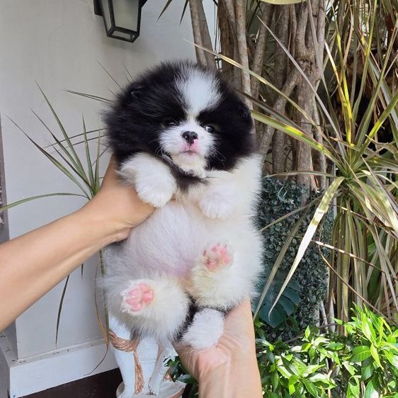 ปอมเมอเรเนียนหน้าหมี รูปที่ 12