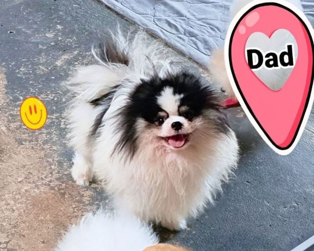 ปอมเมอเรเนียนหน้าหมี รูปที่ 10